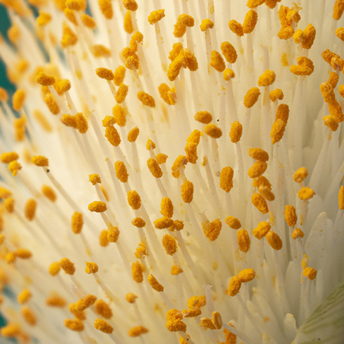 Meer kans op hooikoorts door elzenpollen