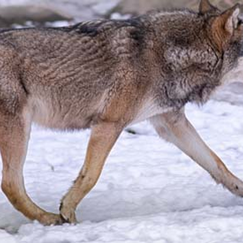 Wolf die mensen benadert wordt doodgeschoten