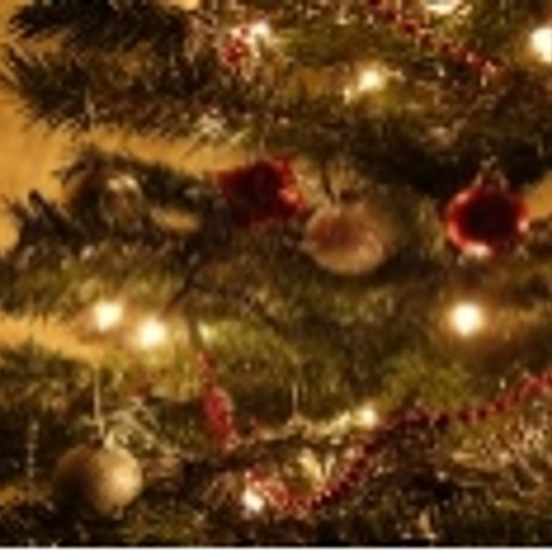 Voor- en nadelen van de verschillende soorten bomen