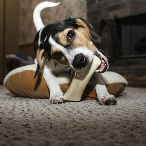 Dierenartsen boos op prijsstunters