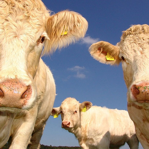 Melkkoeien niet vaker in de buitenlucht