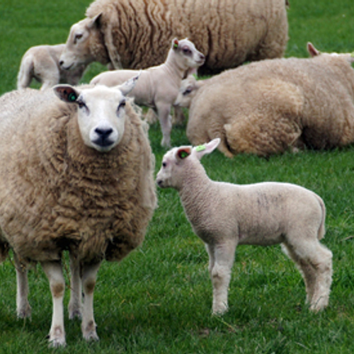 Nederland telt steeds minder schapen