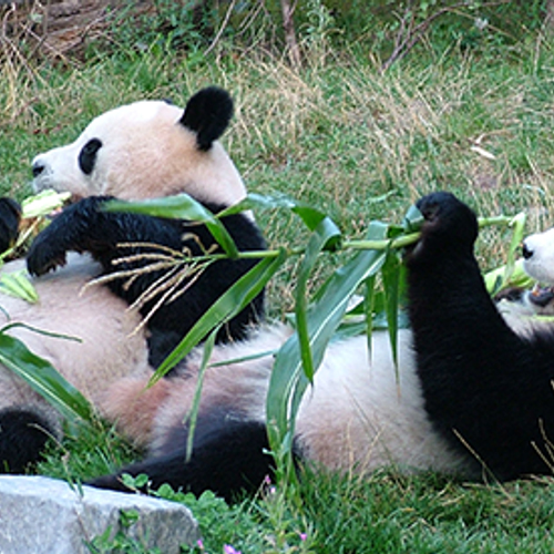 China leent panda's aan Ouwehands Dierenpark