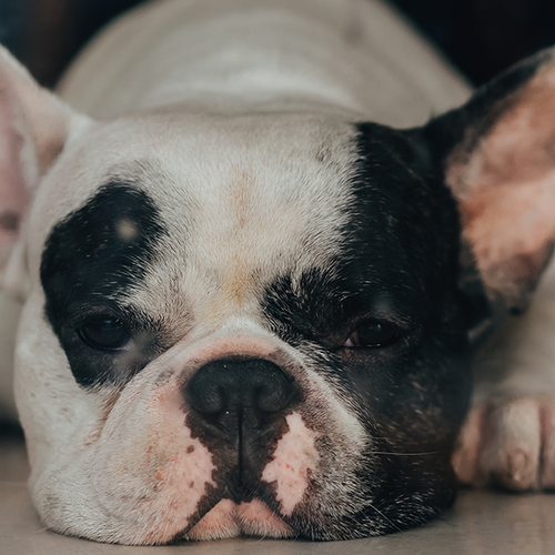 NVWA legt fokker Franse bulldog fikse boete en dwangsom op