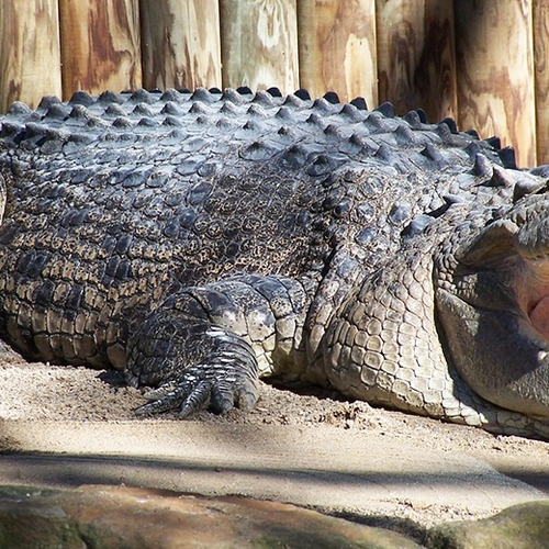 'Een krokodil is geen huisdier'