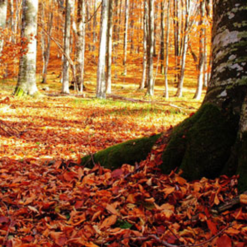 Herfstvakantie in Nederland blijft populair