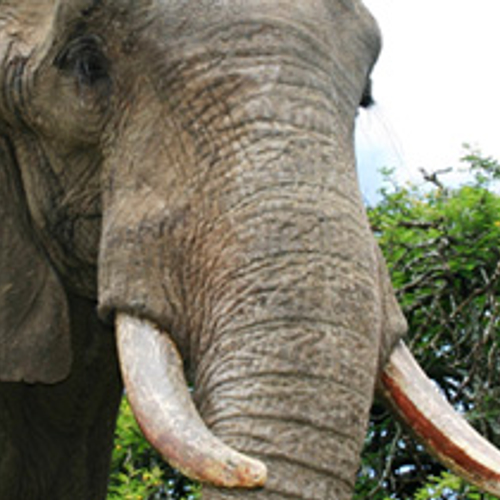 Duizenden tekenen petitie tegen handel ivoor