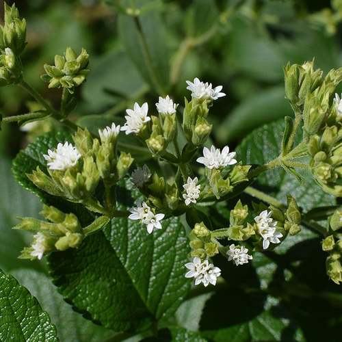 Alles wat je moet weten over stevia