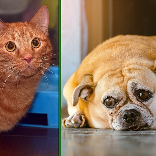 Dikke dieren schattig? Overgewicht bij honden en katten groot probleem