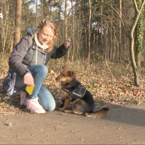 Hoe ga je om met stress bij honden?