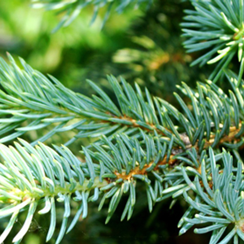 Lokkertjes voor ordelijke kerstboomopruiming