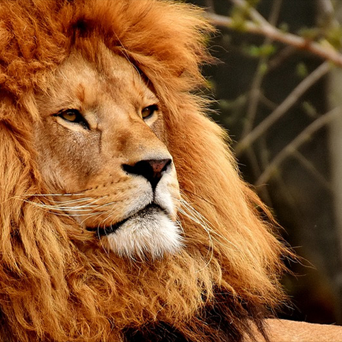 Bezoekje aan dierentuin wordt steeds duurder