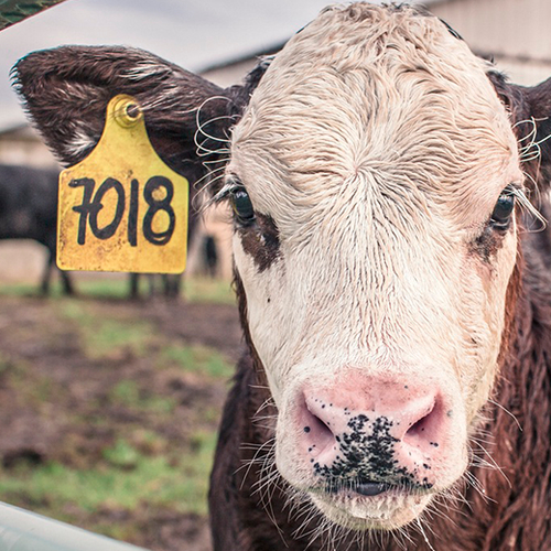 Milieuvriendelijke boeren kunnen overheidssteun gebruiken