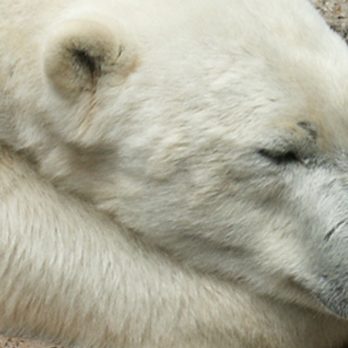 Artis speurt naar herinneringen