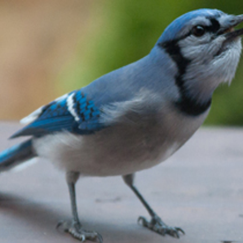 Een week eropuit om vogels te spotten