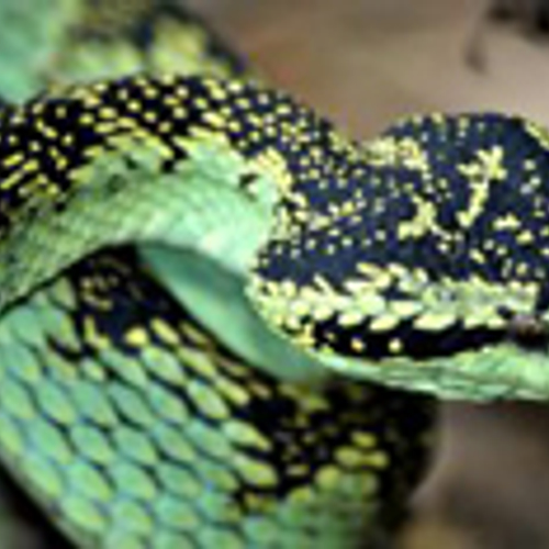 Nog veel handel bedreigde dieren op internet