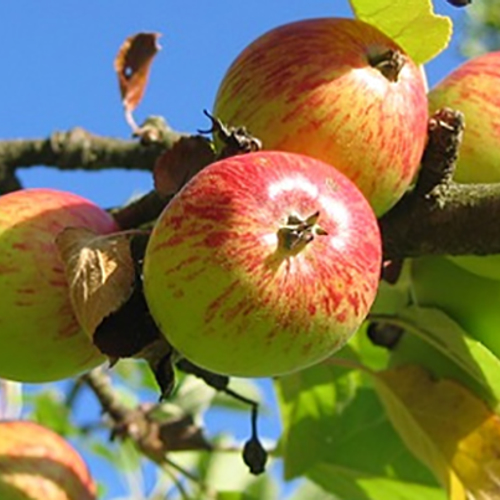 Koud weer zit peren- en appeloogst dwars