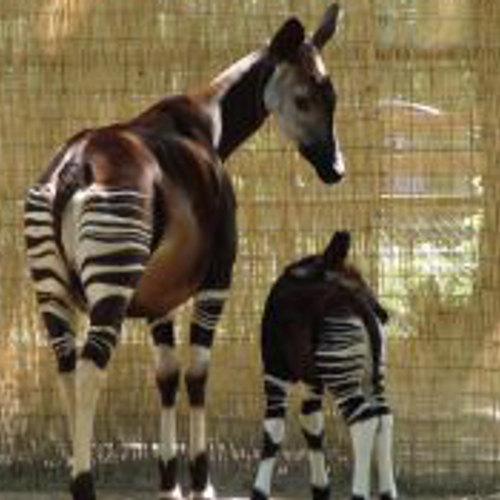 Minder bezoekers voor dierentuinen in 2010