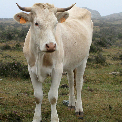 Meer biologische boeren, vooral in vee en pluimvee