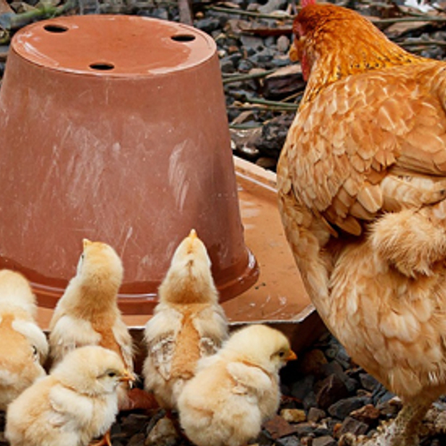 Vogelgriep geconstateerd in Barneveld