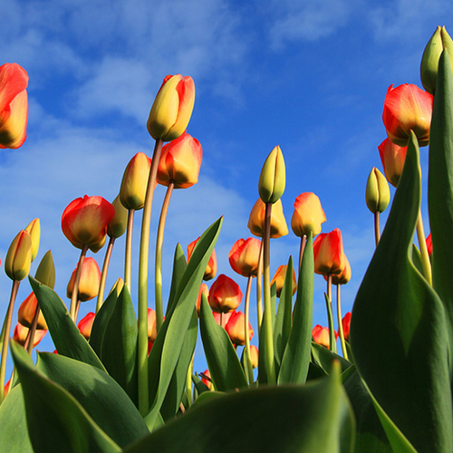 Weeronline: zonnige start van de lente