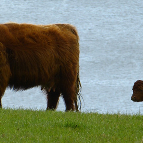 'Grote grazers' straks in supermarktschappen