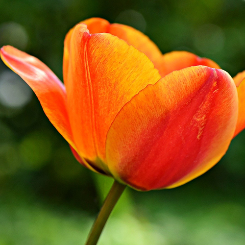 Zes tips voor een feestelijke én corona-proof Koningsdag