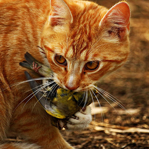 ‘Katten buiten laten rondlopen is illegaal’