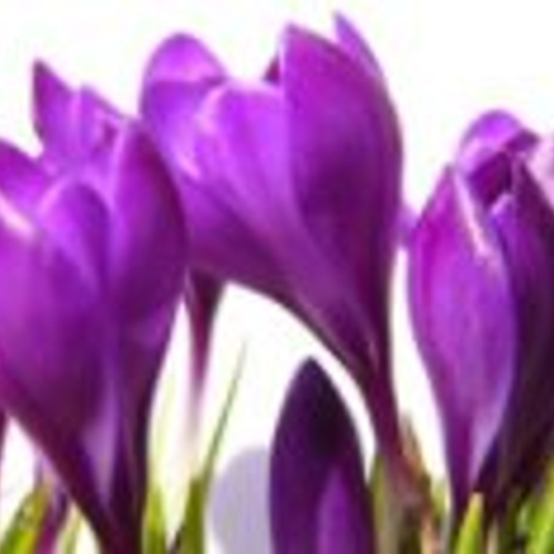 Maak uw tuin lenteklaar