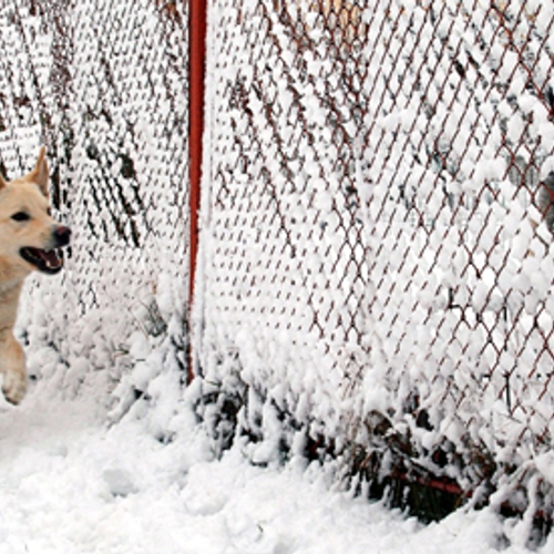 'Geef hond een voetenbad na sneeuwwandeling'