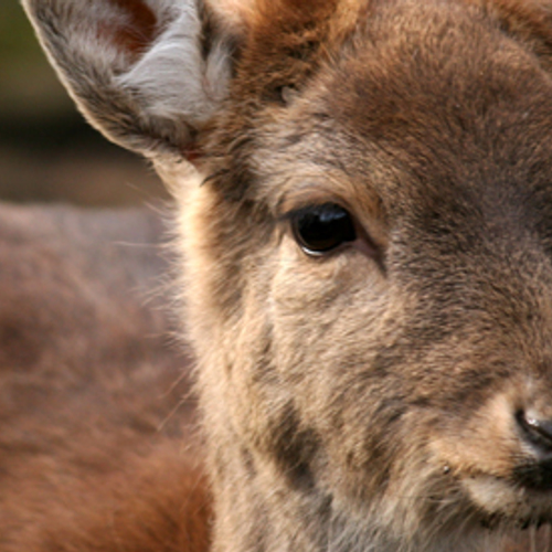 Supermarktwild vaak geen echt wild