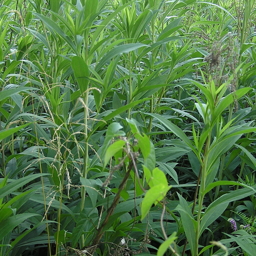 Allergieplant ambrosia kiemt in Nederland