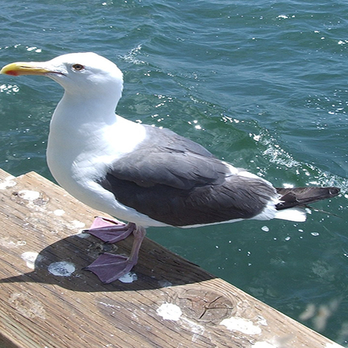 Onderzoek tegen meeuwenoverlast mag