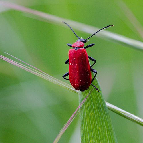 Enorme afname insecten in Nederland