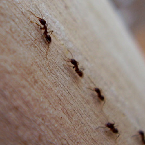 Mierenlokdoosje blijft te koop