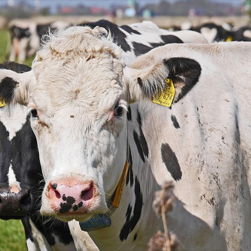 Nog veel zuivelproducten van 'stalmelk'