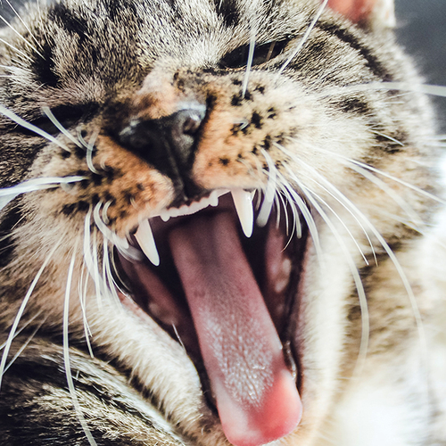 Hoe verwijder je eenvoudig huisdierharen?