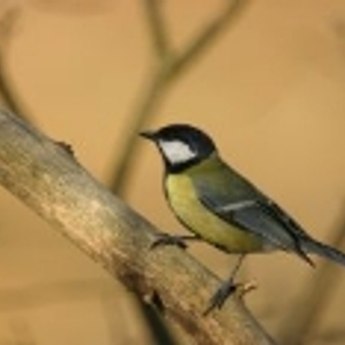 Vogelbescherming adviseert vogels te voeren