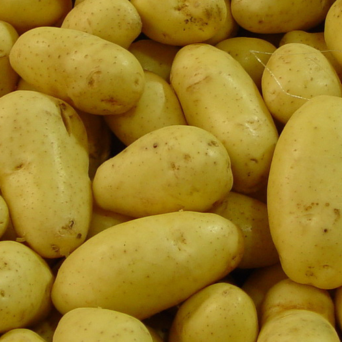 Minder Nederlandse aardappelen, uien en suikerbieten door zomerdroogte