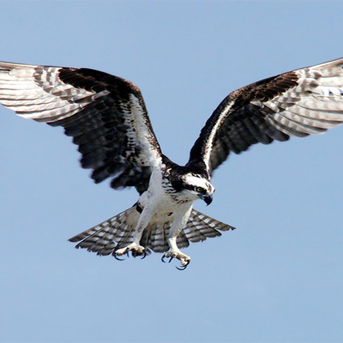 Jonge visarend vliegt uit