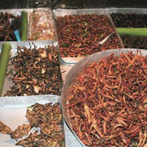 'Boeren gaan minivee houden'