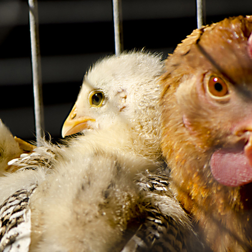 Dierenartsen luiden noodklok in pluimveesector