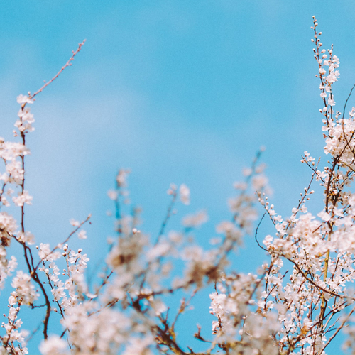 Lentekriebels? Haal de lente in huis met deze tips!