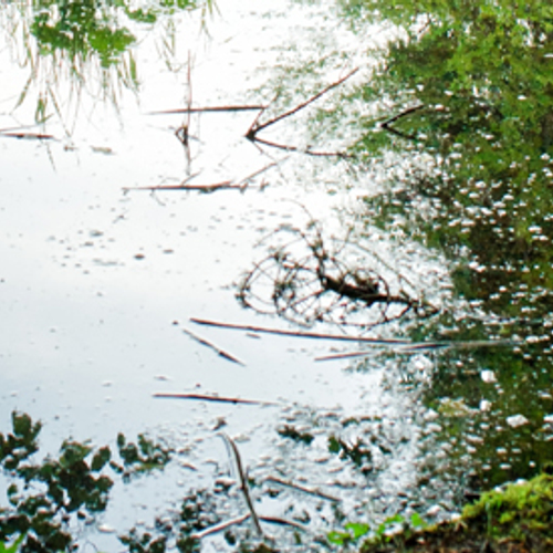 Grootste natte-natuurverbinding geopend
