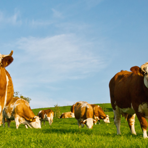 'Leegstand dreigt op het platteland'