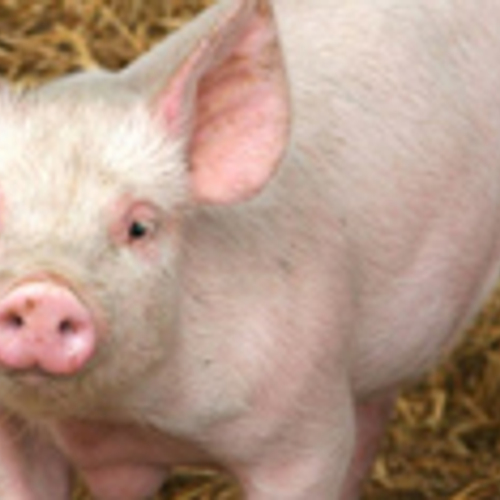 Meerderheid Nederlanders wil geen megastallen