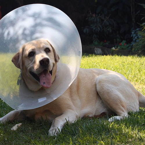 Is het terecht dat Univé de verzekering van mijn hond heeft beëindigd?