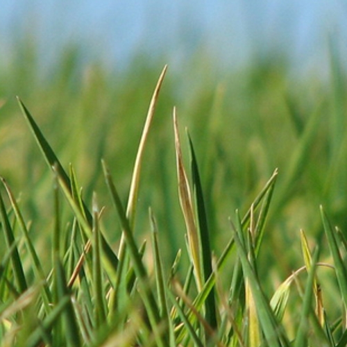 Meer last van hooikoorts door piekperiode graspollen