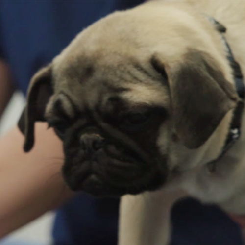 Kamervragen VVD over fok van kortsnuitige honden