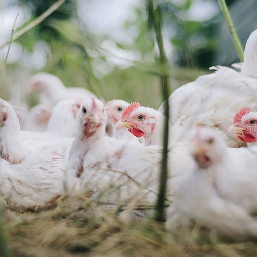'Kippenvel'  bij Wakker Dier vanwege Beter Leven-kip Albert Heijn